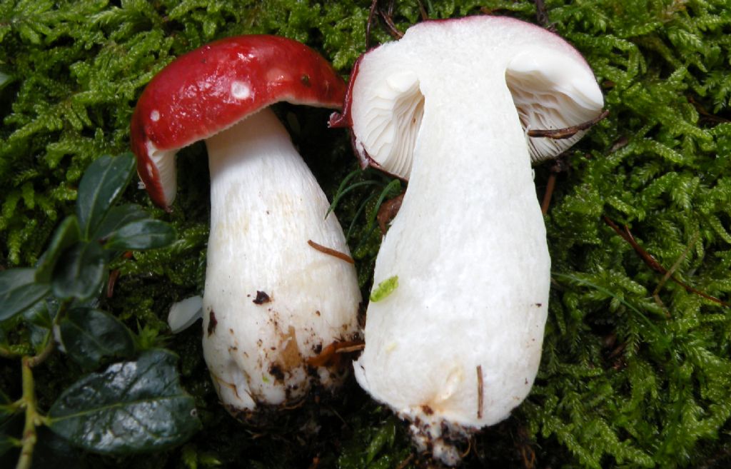 Potrebbe essere Russula emetica?